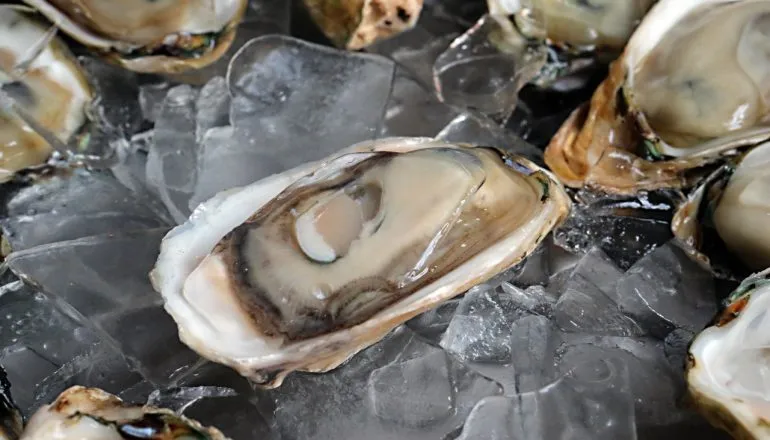 Saiba o que matou 90% das ostras produzidas no Brasil; ostra 