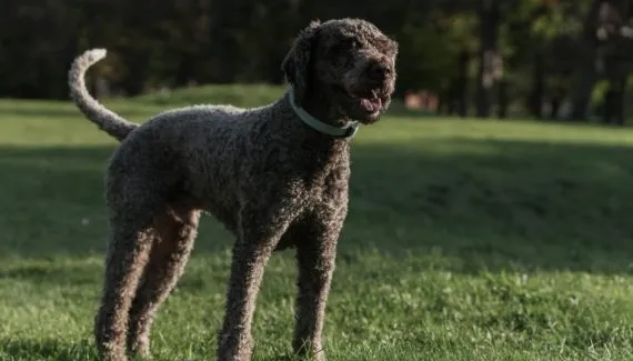 Lagotto romagnolo: conheça as características dessa raça de cachorro
