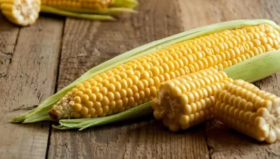 8 motivos para incluir o milho na alimentação