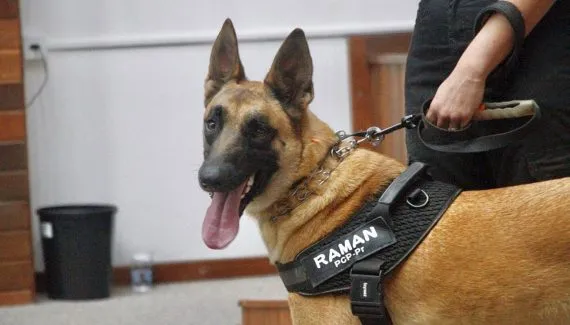Com 100% de acerto, cão perito da Polícia do Paraná é referência em investigações