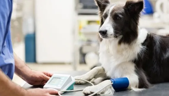Pressão alta em animais: 6 sinais de alerta da doença