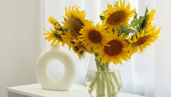 Girassol: 4 benefícios de ter a planta em casa