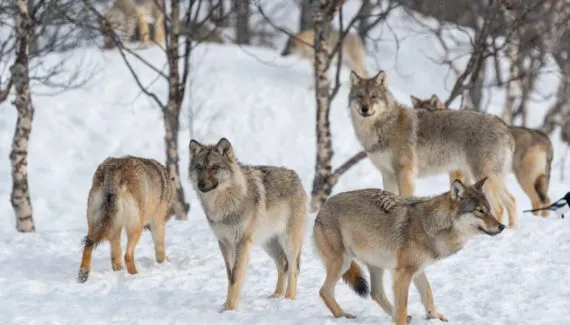 8 curiosidades sobre como os animais caçam na natureza