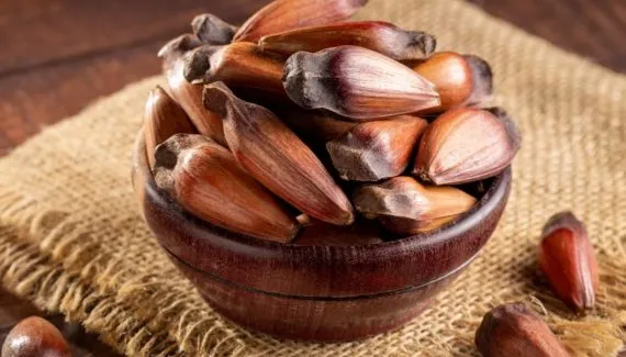 Benefícios do pinhão: veja 5 motivos para consumir e como aproveitar o alimento