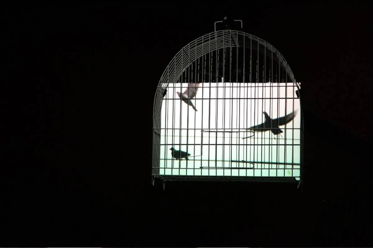 A imagem não serve, primeira mostra individual do artista multimídia Eder Santos na capital paranaense