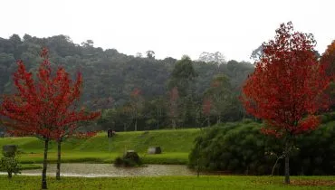 Imagem mostra um parque de Curitiba com chuva e duas árvores com folhas secas, num típico dia de outono.