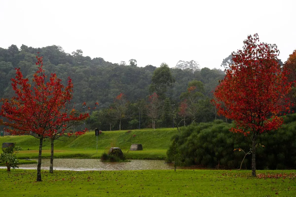 Imagem mostra um parque de Curitiba com chuva e duas árvores com folhas secas, num típico dia de outono.