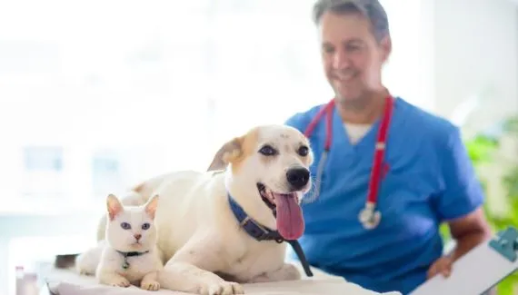 8 motivos para vacinar o seu animal contra a raiva 