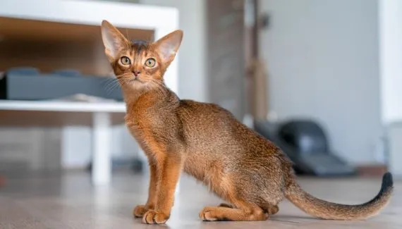 Gato marrom: 6 raças que se destacam pela cor da pelagem