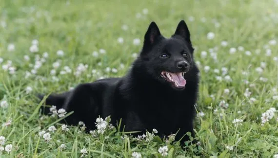 Schipperke: conheça as características do cachorro dessa raça 