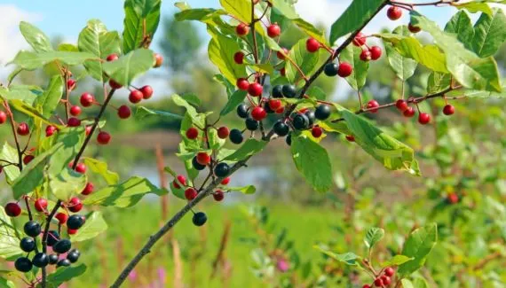 Frângula: para que serve, benefícios e como fazer o chá da planta