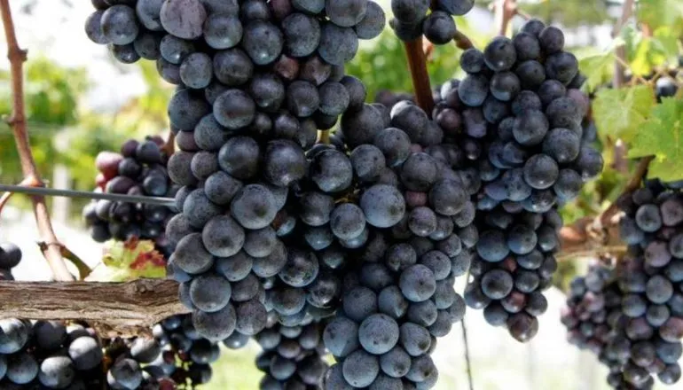 Imagem mostra um cacho de uva na parreira.