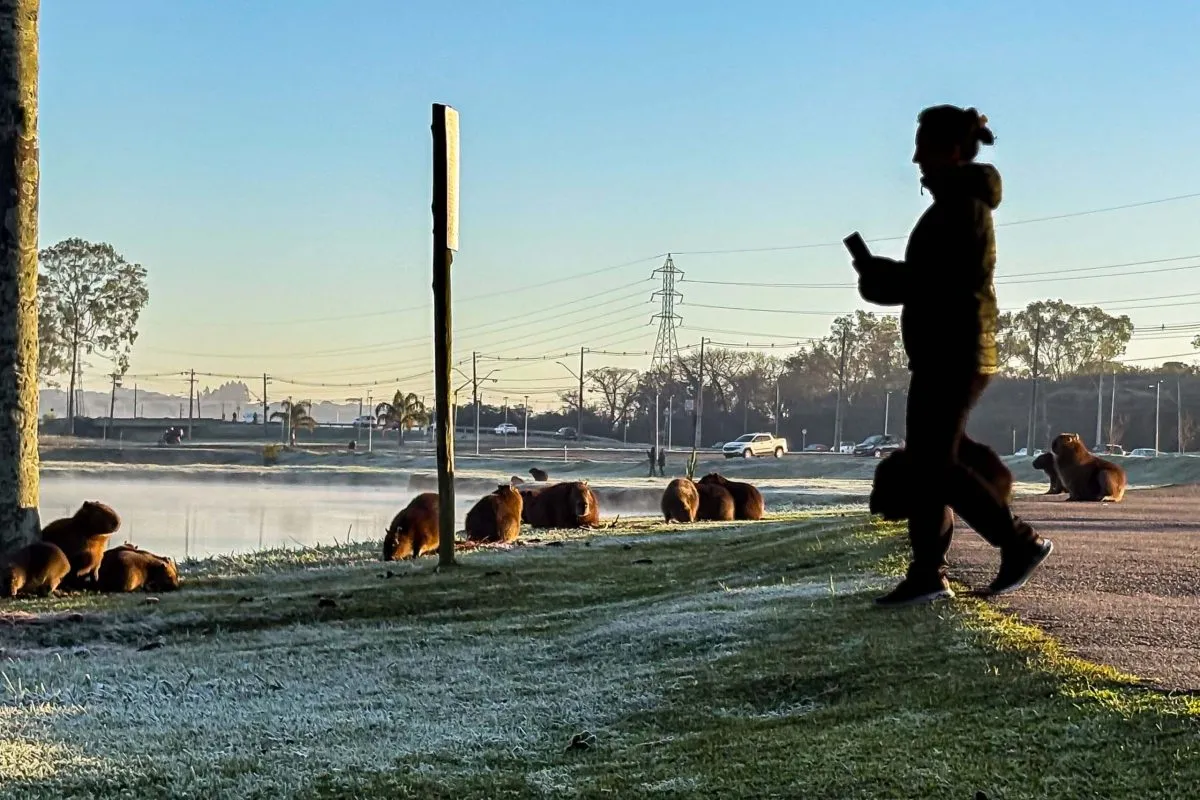 Imagem mostra frio e dia com geada em parque de São José dos Pinhais