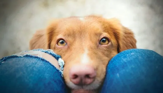 Como os cachorros enxergam? 7 curiosidades sobre a visão deles 