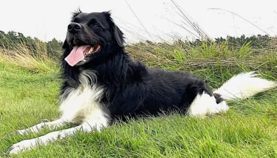 Stabyhoun: conheça as características do cachorro dessa raça