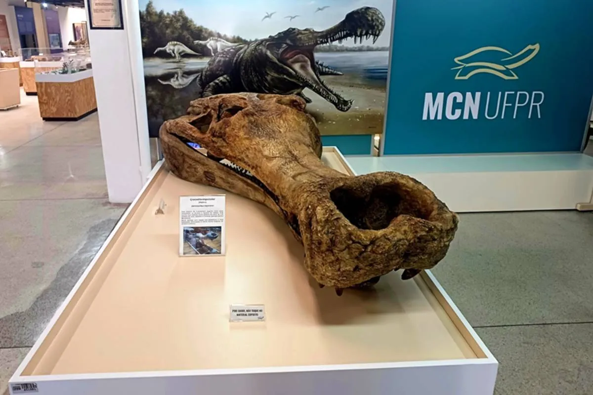 Crânio de crocodilo pré-histórico gigante.