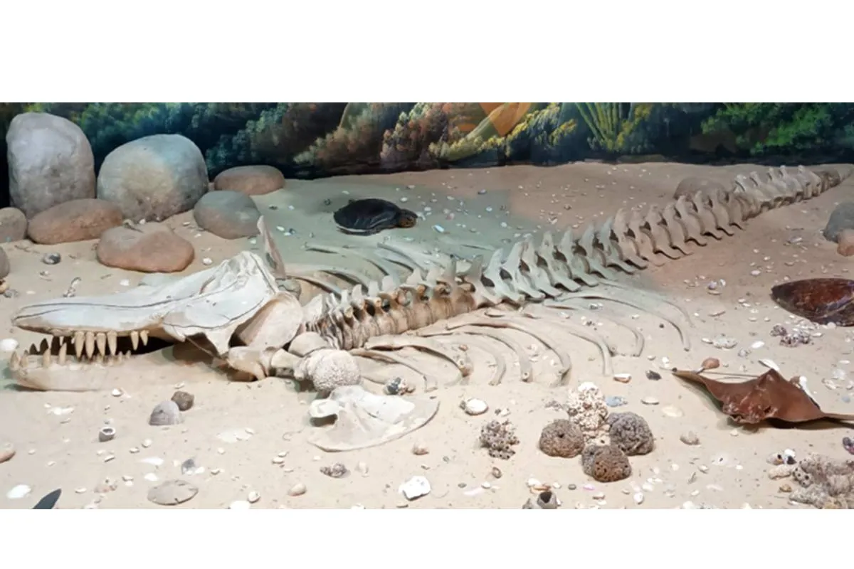 Esqueleto de orca presente no Museu de História Natural Capão da Imbuia