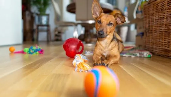 7 dicas para gastar a energia do cachorro dentro de casa