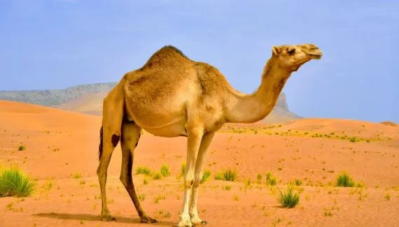 Camelos: 8 curiosidades sobre esses animais do deserto 
