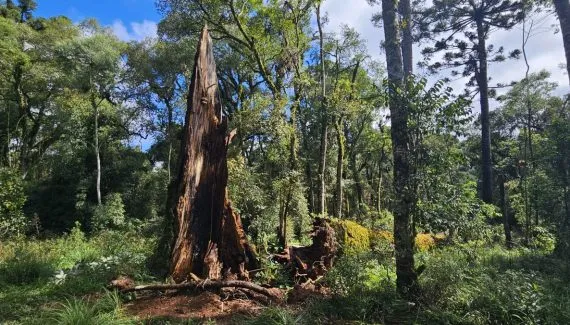 Araucária gigante cai em Santa Catarina; pesquisadores tentam resgate de DNA