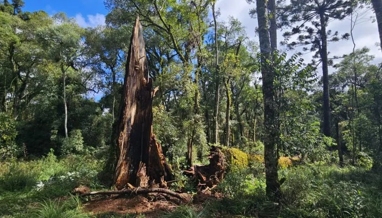 Araucária gigante cai em Santa Catarina; pesquisadores tentam resgate de DNA