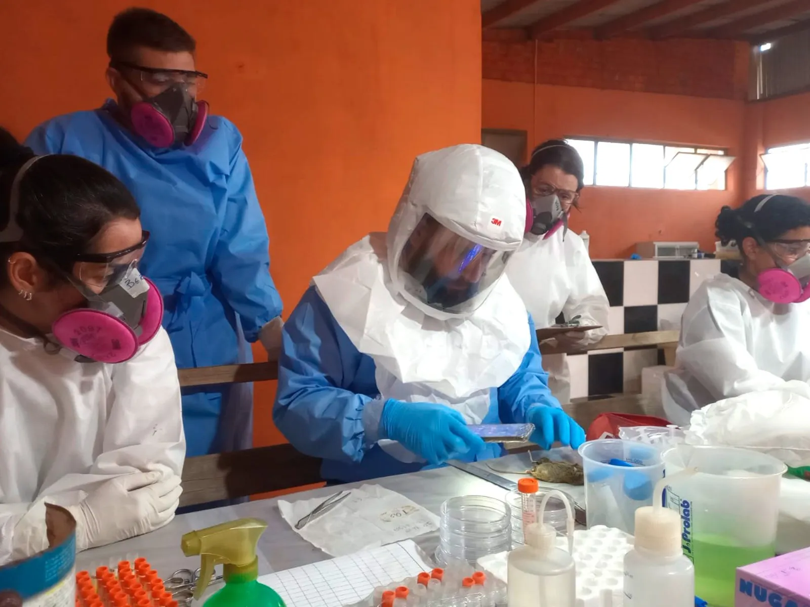 Análise laboratorial do vírus que provoca hantavirose.