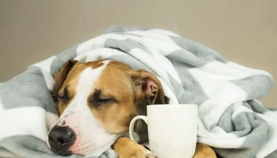 Gripe em cachorro: veja os sintomas e as formas de prevenção