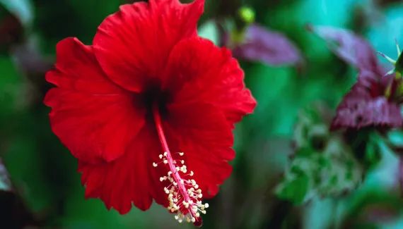 6 benefícios do hibisco para melhorar a autoestima