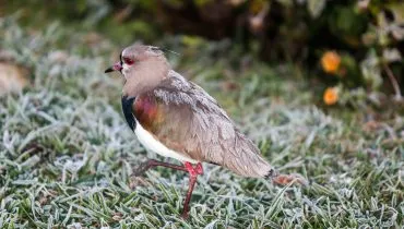 Frio avança no Paraná com chance de geadas nos próximos dias