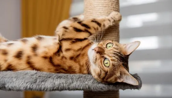 7 dicas para gastar a energia do gato em casa 
