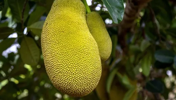 Jaca: 7 benefícios da fruta para a saúde e formas criativas de consumo