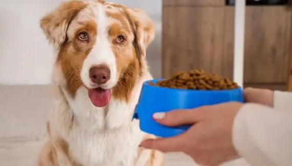 Cachorro sem fome: 6 dicas para melhorar o apetite do animal 
