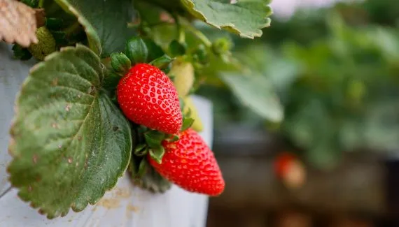Com a “capital do morango”, região do Paraná é referência na produção da fruta