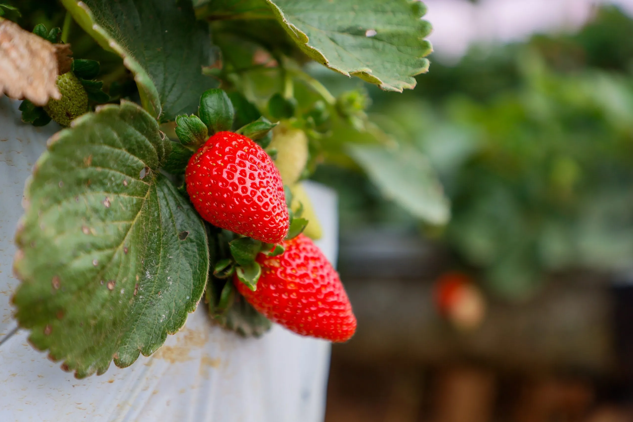 Com a “capital do morango”, região do Paraná é referência na produção da fruta