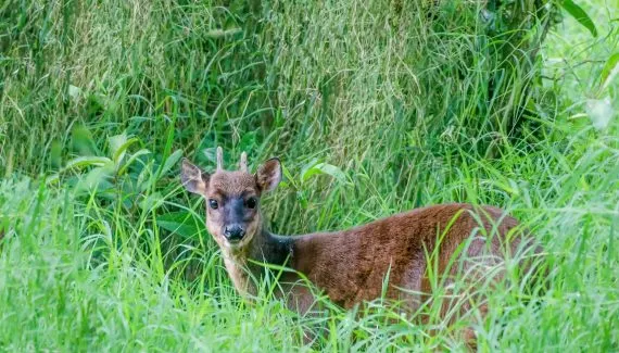 Veado-catingueiro ferido após ataque de cães volta à natureza no Paraná