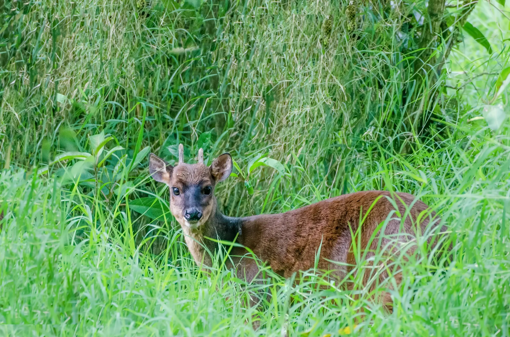 Veado-catingueiro ferido após ataque de cães volta à natureza no Paraná