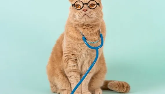 Grey’s Anatomy: 10 nomes para gatos inspirados na série 