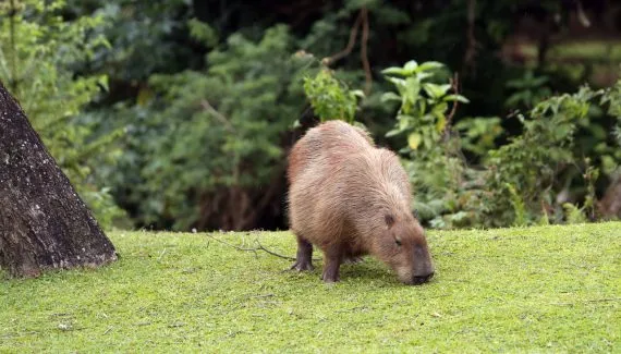 Colombo ganha primeiro Festival da Capivara com shows e comida típica