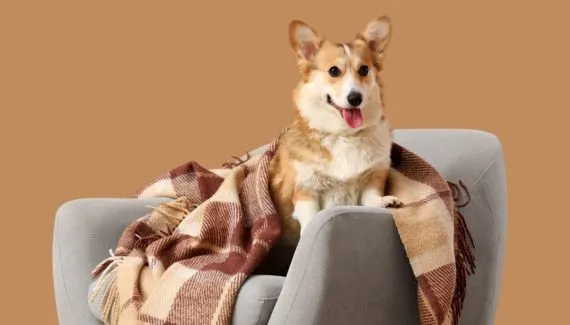 Frio chegando: 5 cuidados para evitar ansiedade e estresse em cães