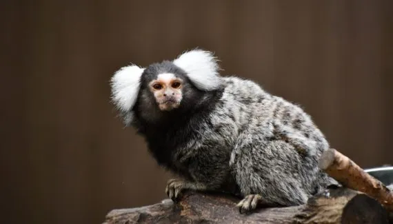 Sagui: 7 curiosidades sobre esse pequeno macaco 