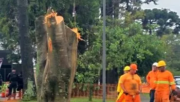 Corte de árvores em obra gigante de Curitiba gera novos protestos