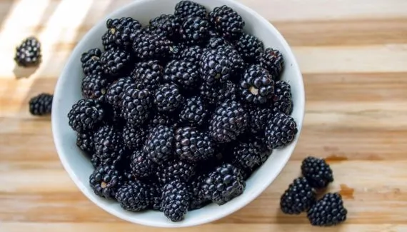 Rica em antioxidantes: conheça os benefícios da amora para a saúde