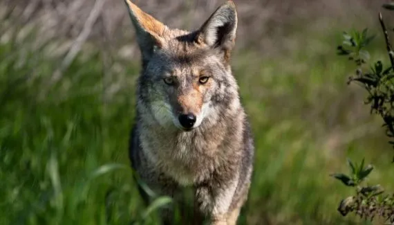 Coiotes: 7 curiosidades sobre esses animais 
