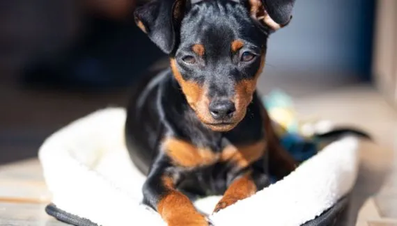 Pinscher e chihuahua: 8 características que diferenciam as duas raças