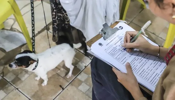 Curitiba oferece 5.755 vagas gratuitas para castração de cães e gatos