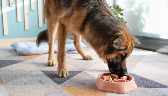 6 dicas para o cachorro comer mais devagar 