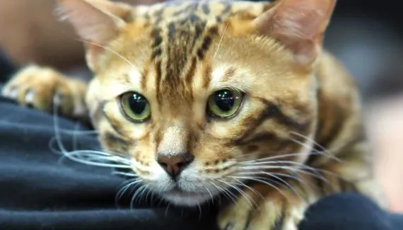 O Rei Leão: 8 nomes para gatos inspirados no filme 