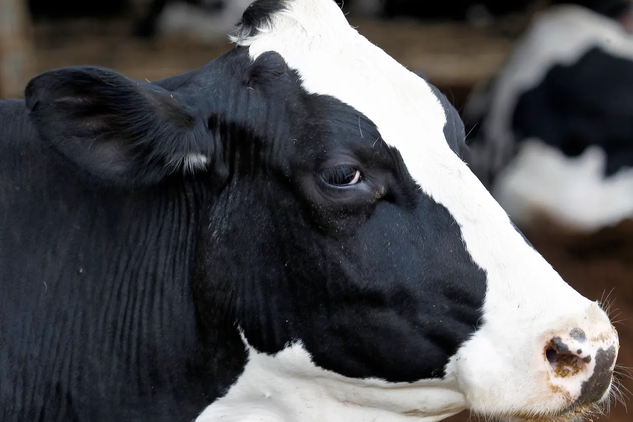 Em dez anos, a Castrolanda Cooperativa Agroindustrial, em Castro, na região dos Campos Gerais, mais que dobrou a produção de leite e ultrapassou 540 milhões de litros. Foto Antonio More/ Arquivo Gazeta do Povo