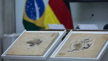 Imagem mostra fragmentos de fósseis em um expositor com uma bandeira do Brasil ao fundo.