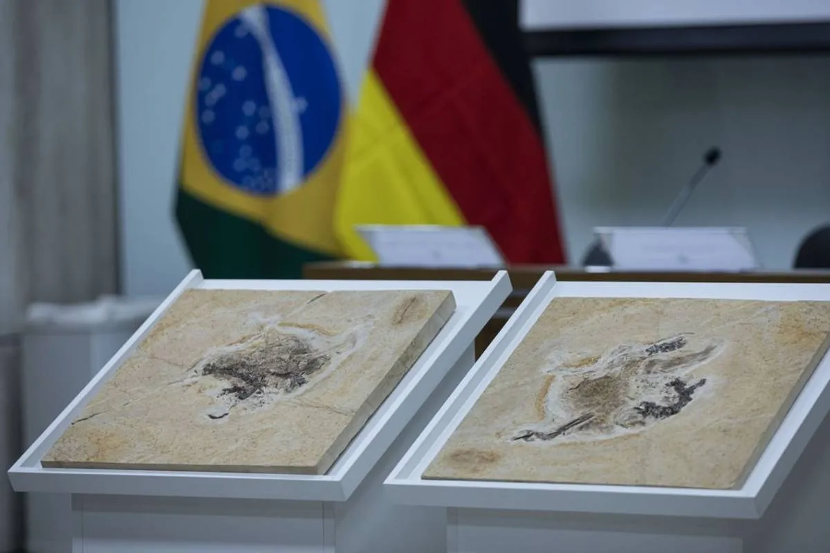 Imagem mostra fragmentos de fósseis em um expositor com uma bandeira do Brasil ao fundo.